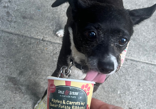 Doggy Ice Cream and cat?????