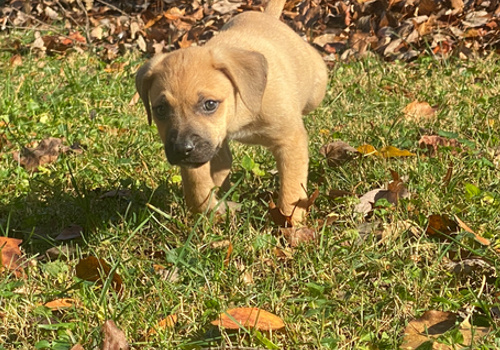 Heightscream newest foster puppies